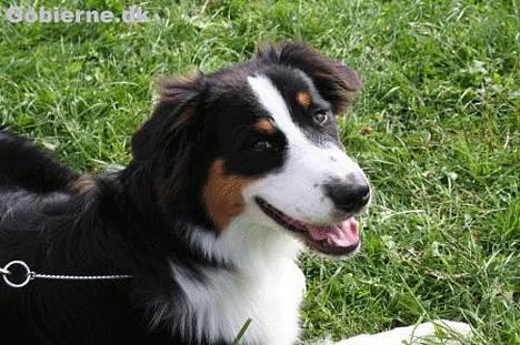 Australian shepherd Dreamcatchers' Always a Winner - Curie - Curie til Aussietræf 2006 - billedet er taget af Jan Smedegaard billede 13