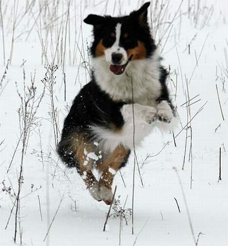 Australian shepherd Dreamcatchers' Always a Winner - Curie - Ææææælsker bare sne!! billede 14