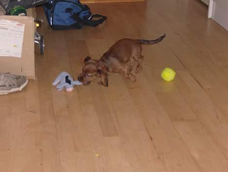 Blanding af racer molly billede 1