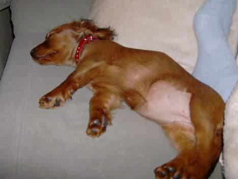 Blanding af racer molly billede 2