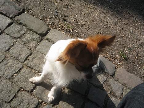 Papillon Gizmo billede 2