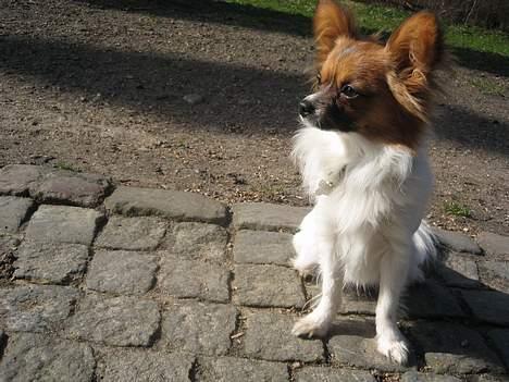 Papillon Gizmo billede 3
