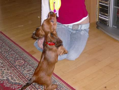 Blanding af racer molly billede 3