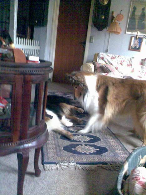 Collie langhåret * BERTHA * billede 8