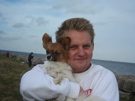 Papillon Gizmo billede 7