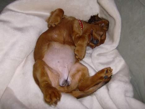 Blanding af racer molly billede 4