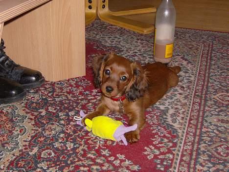 Blanding af racer molly billede 5