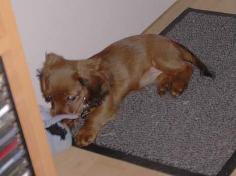 Blanding af racer molly billede 6