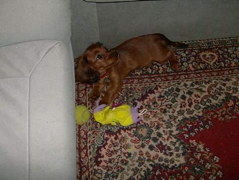 Blanding af racer molly billede 7