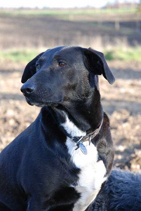 Blanding af racer Trunte billede 6