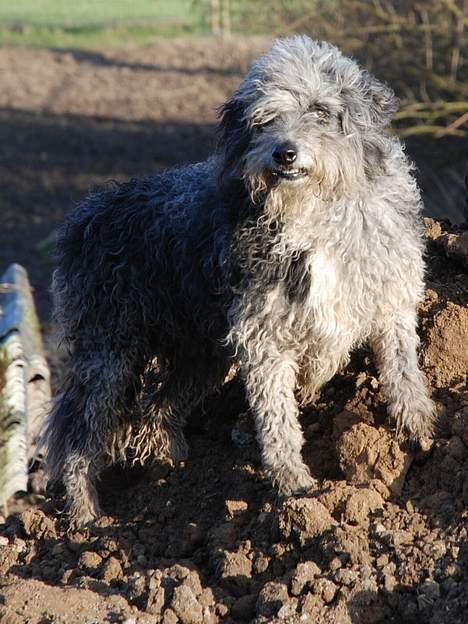 Blanding af racer CISCO billede 9