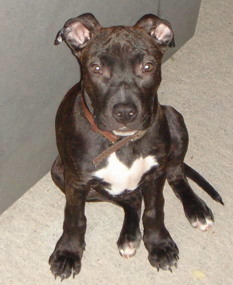 Amerikansk staffordshire terrier ASLAN billede 2