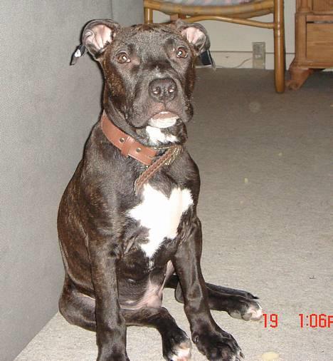 Amerikansk staffordshire terrier ASLAN billede 3