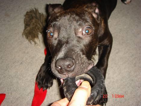 Amerikansk staffordshire terrier ASLAN billede 4