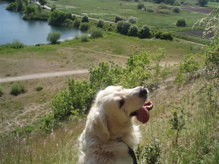 Golden retriever Shaggie - så går det ellers ned ad bakke mors bold :D smuk udsigt billede 1