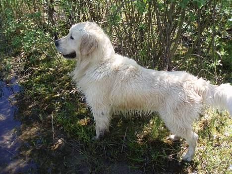 Golden retriever Shaggie - elsker vand :D  billede 2
