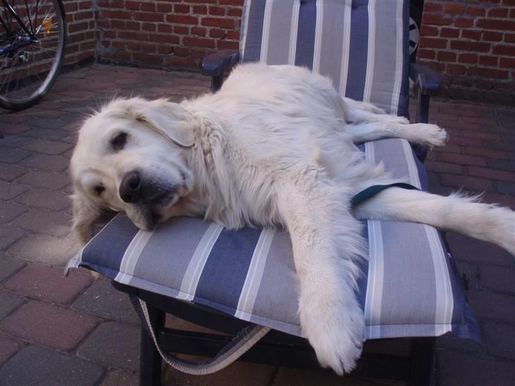 Golden retriever Shaggie - En god slapper på solvognen. (: billede 3