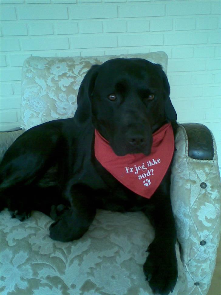 Labrador retriever Barco - Ja..!! Selvfølgelig er jeg sød :o) billede 7