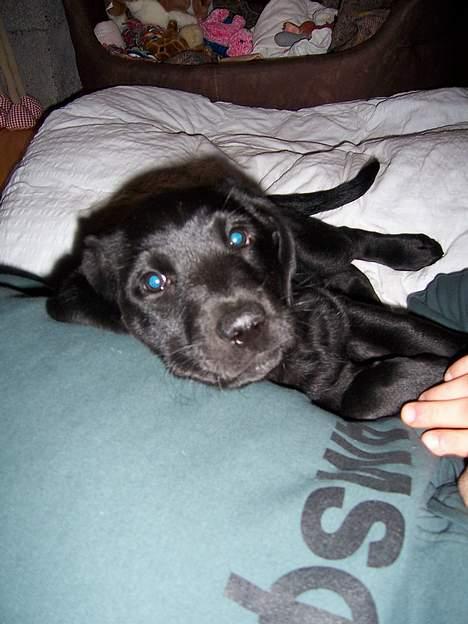 Labrador retriever Barco - Der findes ikk noget bedre end at putte ved far  billede 8