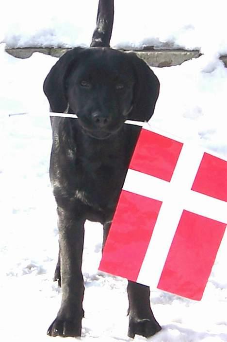 Labrador retriever Barco - Tillykke med fødselsdagen far  billede 9