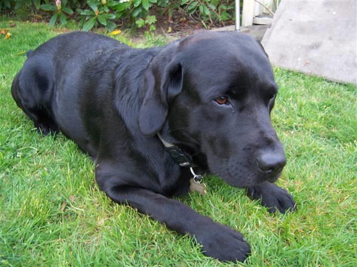 Labrador retriever Barco - Putter i haven billede 10