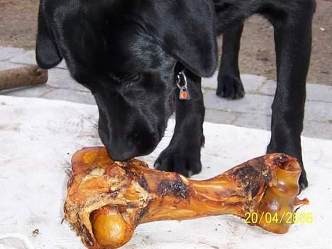 Labrador retriever Barco - Se det her er et RIGTIGT kødben!  billede 11