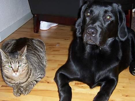 Labrador retriever Barco - Putter lige sammen med Micky, men kun indtil billedet er taget :o) billede 12