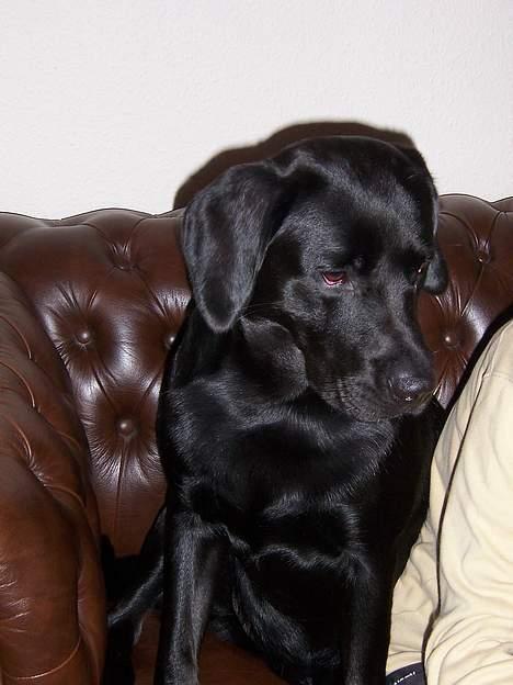 Labrador retriever Barco - Hvis jeg ser rigtig sød ud, så får jeg nok lov til at blive siddende billede 13