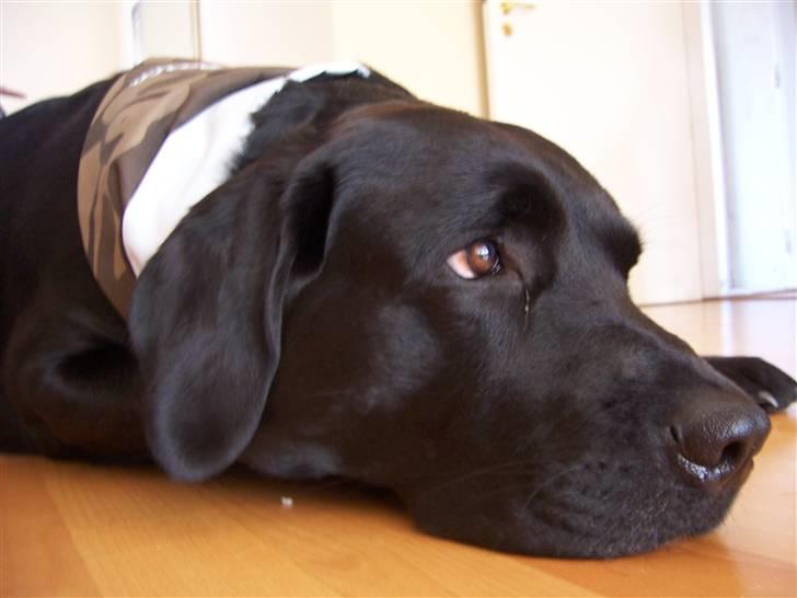 Labrador retriever Barco billede 14