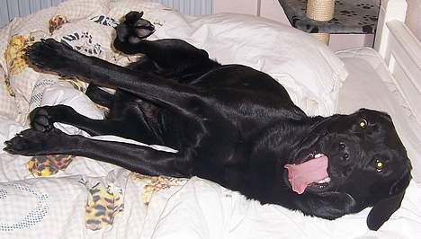 Labrador retriever Barco - AHHHHH.... Et tæppe er da okay men mor og fars seng er meget bedre.  billede 15