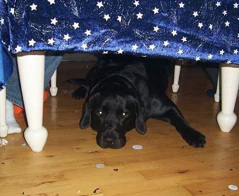 Labrador retriever Barco - *ZzzzZ* Nytårsaften er laaang billede 16