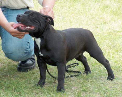 Staffordshire bull terrier Canaveral Port Erin RIP - Alberts smukke mor, pandora. billede 14