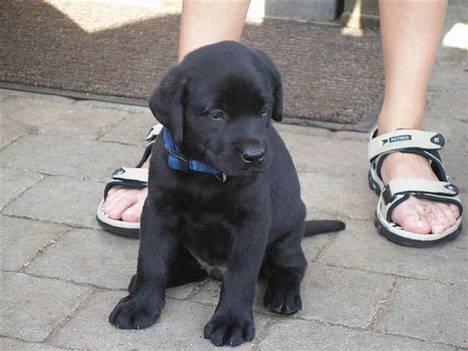 Labrador retriever Chavez billede 5