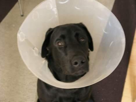 Labrador retriever Chavez billede 6