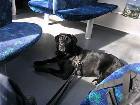 Labrador retriever Chavez billede 7