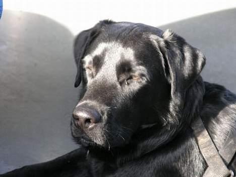 Labrador retriever Chavez billede 8