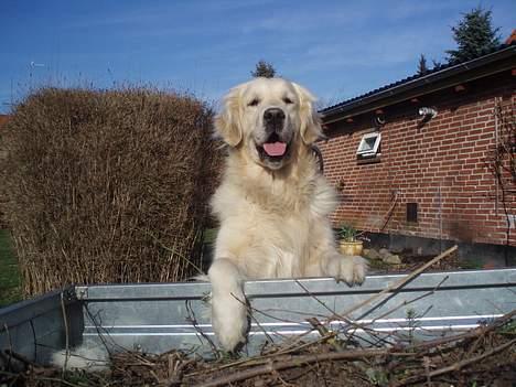 Golden retriever Shaggie - din charmetrold. billede 5