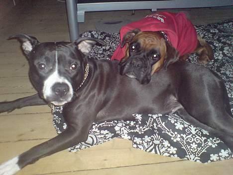 Amerikansk staffordshire terrier - Chili billede 19