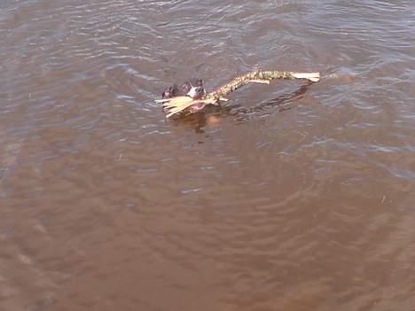 Amerikansk staffordshire terrier - Chili billede 20