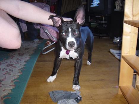 Amerikansk staffordshire terrier madonna billede 1