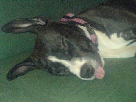 Amerikansk staffordshire terrier madonna billede 2