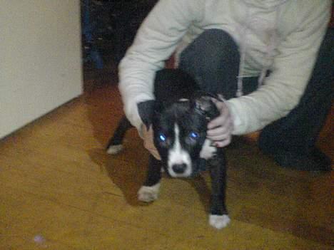 Amerikansk staffordshire terrier madonna billede 3