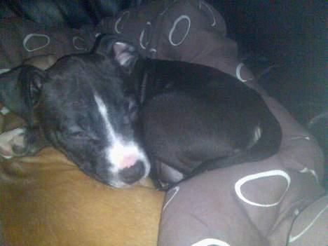 Amerikansk staffordshire terrier madonna billede 4