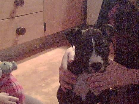 Amerikansk staffordshire terrier madonna billede 5