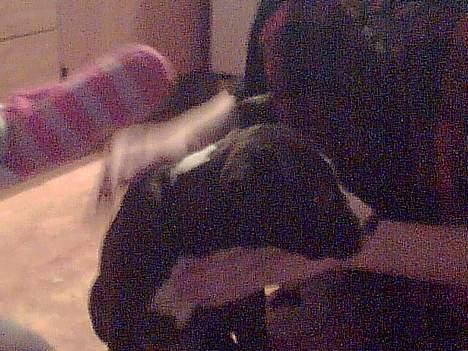 Amerikansk staffordshire terrier madonna billede 6