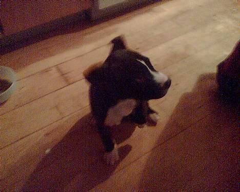 Amerikansk staffordshire terrier madonna billede 7