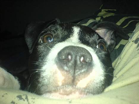 Amerikansk staffordshire terrier madonna billede 8