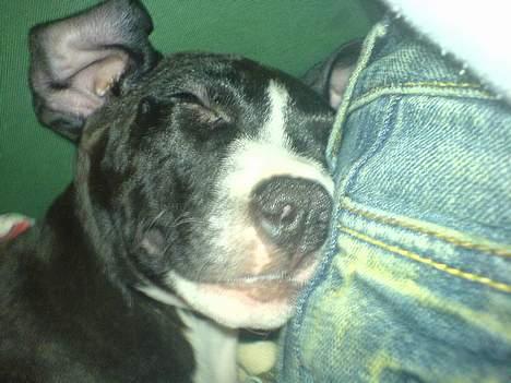 Amerikansk staffordshire terrier madonna billede 9