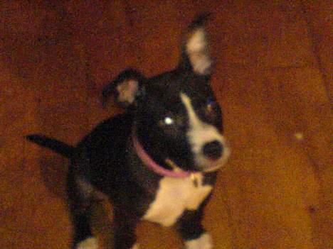 Amerikansk staffordshire terrier madonna billede 10