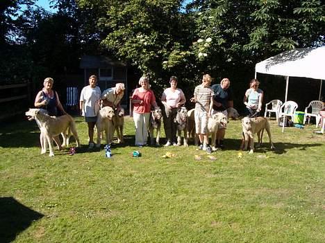 Irsk ulvehund Tumling - Tumling  vinder  Tåsinge Træffet  2006   billede 6
